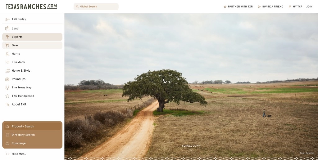 Texas landscape – oak tree, dirt road, open pasture